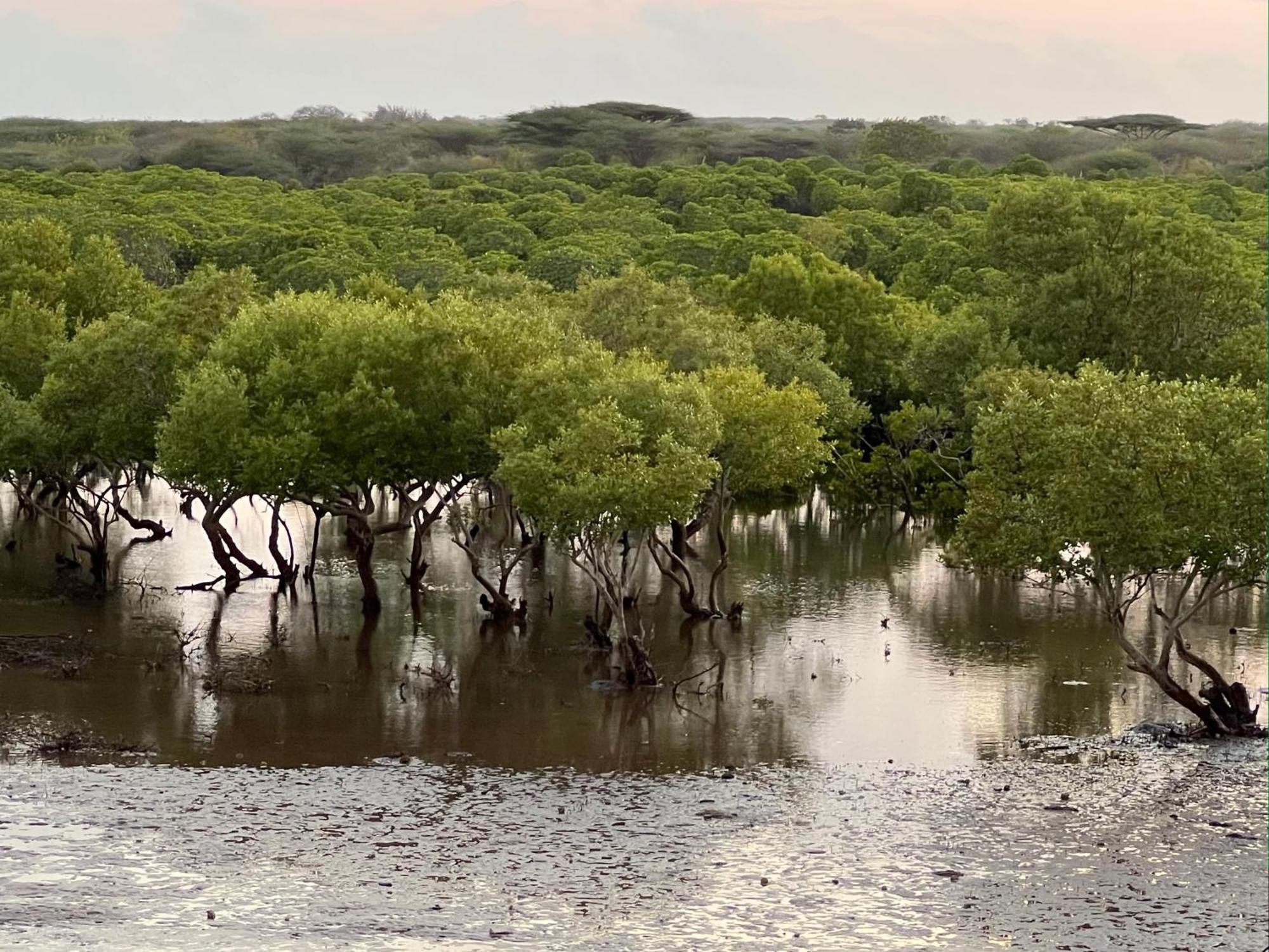 拉穆 Mangrove House酒店 外观 照片